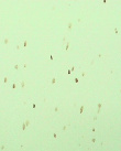 Klaus Weber, Bee Paintings (The Art of Narration ....) (Foto: kk)